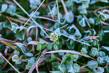 Obraz premium The Leaves Being Covered with Frost