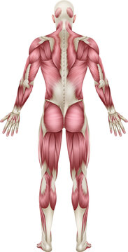 Human Body Back Muscles Anatomy Illustration