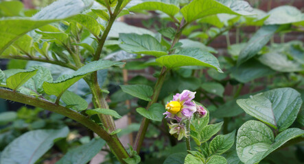 Fresh organic own grown raw patato flower. Potato flower. patato plant. food background. basic food or basic essentials. home grown in a little garden.