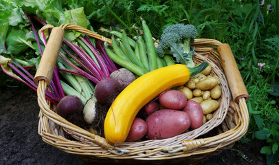 Fresh organic own grown vegetable. basket full of fresh raw vegetables. Basket with vegetable (potatoes, broccoli, beans, zucchini and red and white beets) food background. 