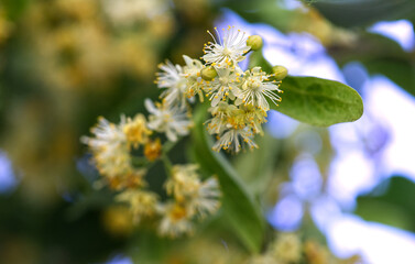 Kwitnąca stara wiekowa Lipa drobnolistna (Tilia cordata Mill.)  Czerwiec to początek kwitnienia...
