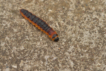 The big red catterpillar of butterfly Cossus Cossus crawling along a concrete path at the end of summer