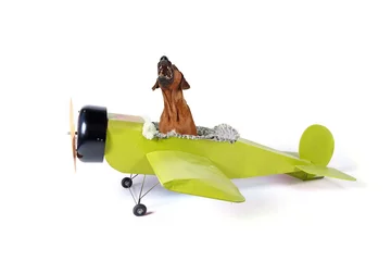 Photo sur Plexiglas Ancien avion Pilote de chien drôle dans le vieil avion isolé sur blanc
