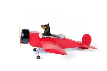 pinscher pilot in old plane red isolated on white 