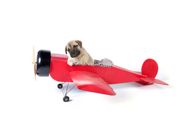 puppy pilot in old plane isolated on white 
