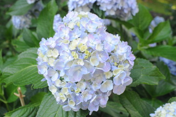 Hydrangea or hortensia flowers in full bloom and blossom flourishing in a garden with green leaves