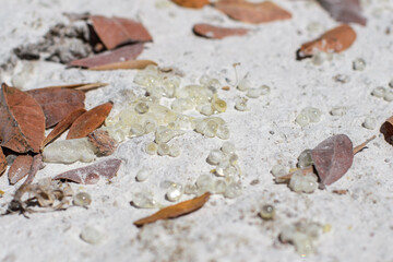 Placer of mastic drops brighten and twinkle in the sunlight on the ground. Shadows on the ground...