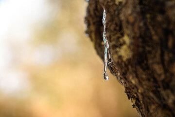 Selective focus on the big mastic drop brighten and twinkle in the sunlight on the bright bokeh...