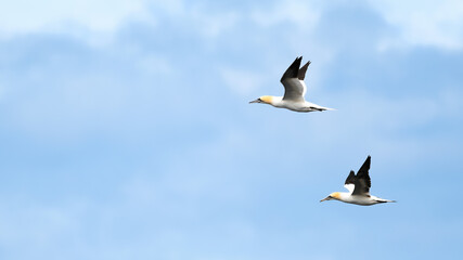 Two Northern Gannets (Morus Bassanus)