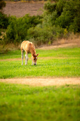 cute foal on the pasture in the evening