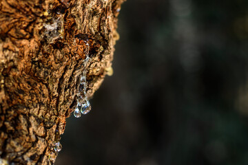 Close up of mastic oozes in tears out of the branch of a mastic tree. Selective focus on the mastic drop brighten and twinkle in the sunlight on the black backround. Chios island, Greece..