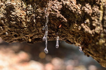 Selective focus on big mastic drops oozes in tears out of the branch of a mastic tree. The resin mastic brightens and twinkles in the sunlight. Vertical pic. Beautiful bokeh background. Chios, Greece.