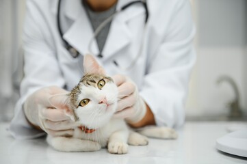 Handsome young veterinarian holding cat in clinic