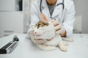 Cat visiting vet for regular checkup