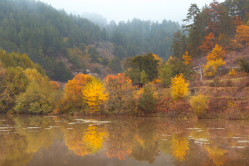 Golden magic autumn forest with colorful trees