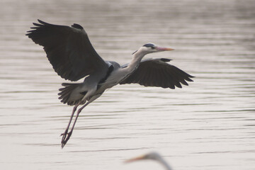 Airone cenerino (Ardea cinerea) in volo di atterraggio nello stagno 