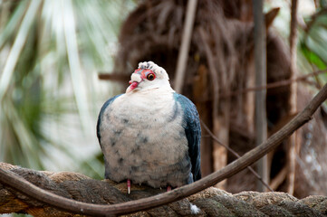 White Headed Pigeon - Australia