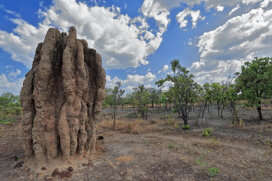 Termite mound near Kakadu National Park western limits. Northern Territory-Australia-167