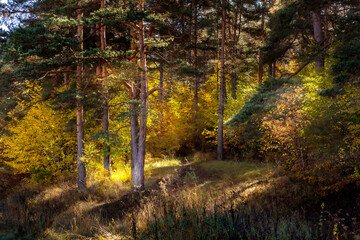 Golden magic autumn forest with colorful fall leaves. Romantic landscape
