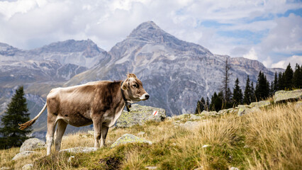 Fototapeta na wymiar Kühe auf einer Alm in den Alpen