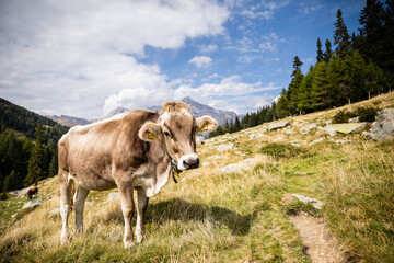 Kühe auf einer Alm in den Alpen