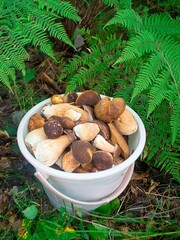 Mushrooms season. Bucket with Boletus edulis in the forest.
