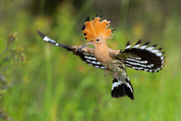Eurasian hoopoe, upupa epops, landing on green meadow in summertime. Colorful bird with crest in...