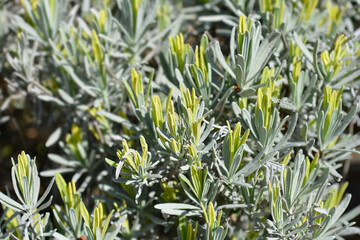 Lavender Platinum Blonde