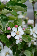 White Transparent apple