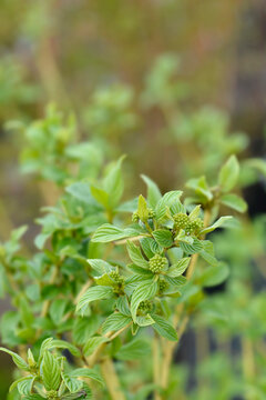 Red osier Dogwood Flaviramea