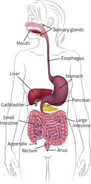 Human Digestive System Woman Anatomy Diagram