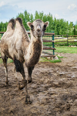 A dirty camel walking in a pen on a farm. High quality photo