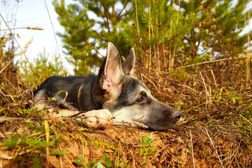 Dog German Shepherd on nature landscape in an autumn or summer day
