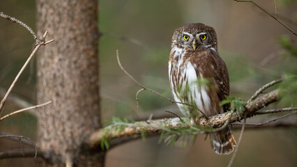 Eurasian pygmy owl, glaucidium passerinum, looking to the camera in forest. Brown and white hunter sitting on tree. Wild bird resting in branch in woodland.