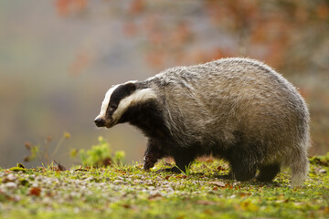 European badger, meles meles, walking on green road in autumn nature. Nocturnal animal moving on grass in fall. Striepd black and white mammal going on ground.