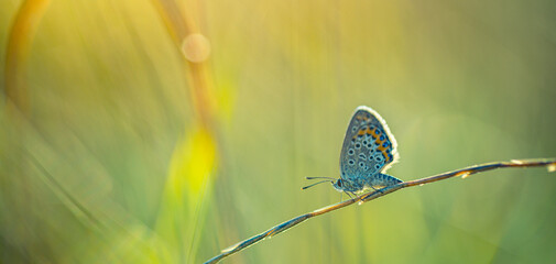 Sunset nature meadow field with butterfly as spring autumn background concept. Beautiful dry grass...