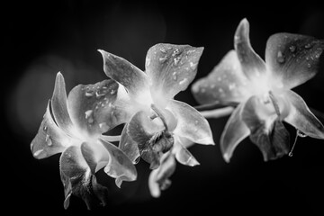 White orchid on black background monochromatic closeup. Dramatic orchid flowers with rain drops. Artistic dark process effect. Tropical natural blooming flora