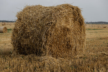 hay-roll on meadow.