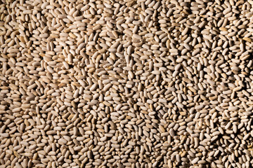 Bean seeds background. Healthy food. Collection, storage and preparation of seeds for planting. Beans are a source of protein.
