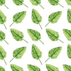 Watercolor Spinach leaf seamless pattern on white background. Greenery hand drawing illustration. Healthy food.