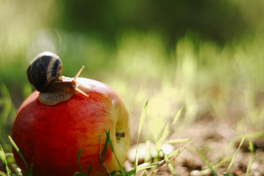 Snail on an apple, nature background. Wonderful nature. Organic food. Copyspace