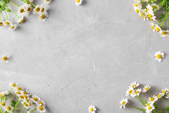 Flower composition. Frame made of white chamomile or camomile flowers on gray concrete background. Flat lay