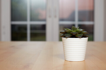 young plant in a pot and background is not clear.