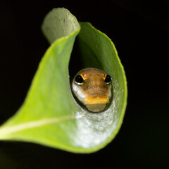 A Spicebush Butterfly larva (Papilio troilus) avoids predation by constructing a leaf shelter to...