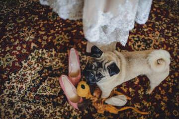 Stylish elegant lacquered classic pink shoes with dog. Wedding accessory. Close up. Top view.