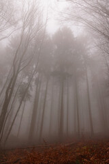 Forêt brumeuse