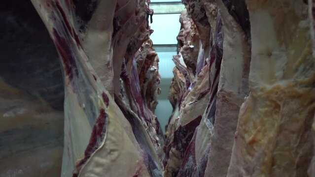 Hooked half cattle carcasses in the giant refrigerator at the slaughterhouse.
