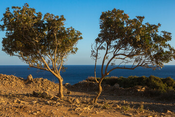 Beautiful landscape photo from the island of Crete, Greece. Summer nature from Crete. 
Chill...