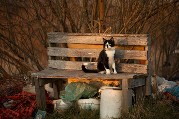 A black and white cat sits on a bench in the countryside at sunset.