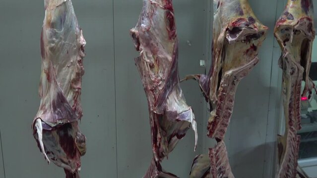 Hooked half cattle carcasses at the slaughterhouse.